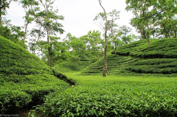 tea garden in Bangladesh 