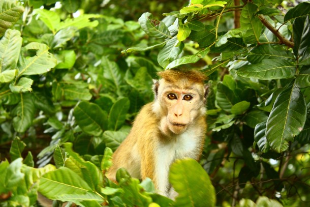 Temple Monkey - Sigiriya Rock Sri Lanka 
