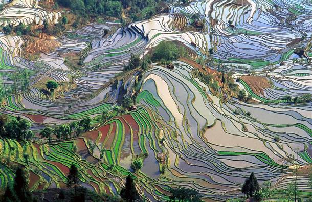 Terrace field Yunnan China 