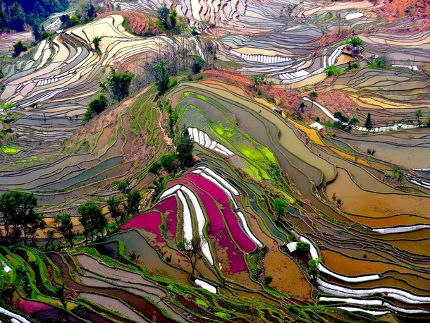 Terraced Rice Fields Yunnan China 