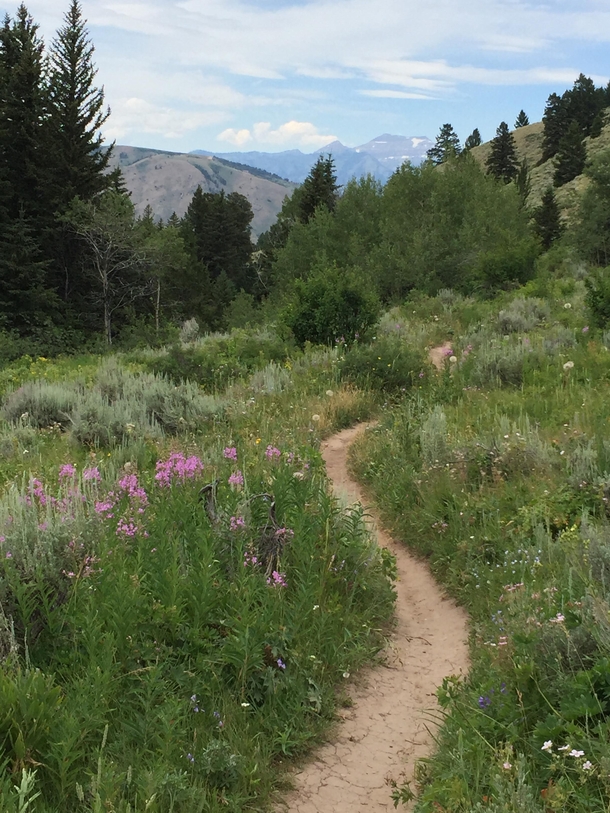 Tetons in the Distance on a Hiking Trail in Wyoming   X 