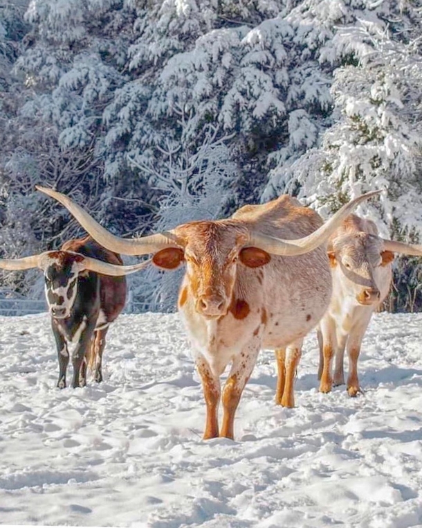 Texas Longhorns in the snow Photo credit to Eolton Wells