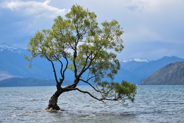 That Wanaka Tree that sits alone on Lake Wanaka backdropped by the Southern Alps x
