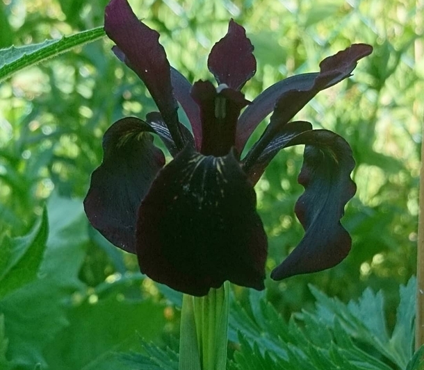 Thats a very unique color for an Iris