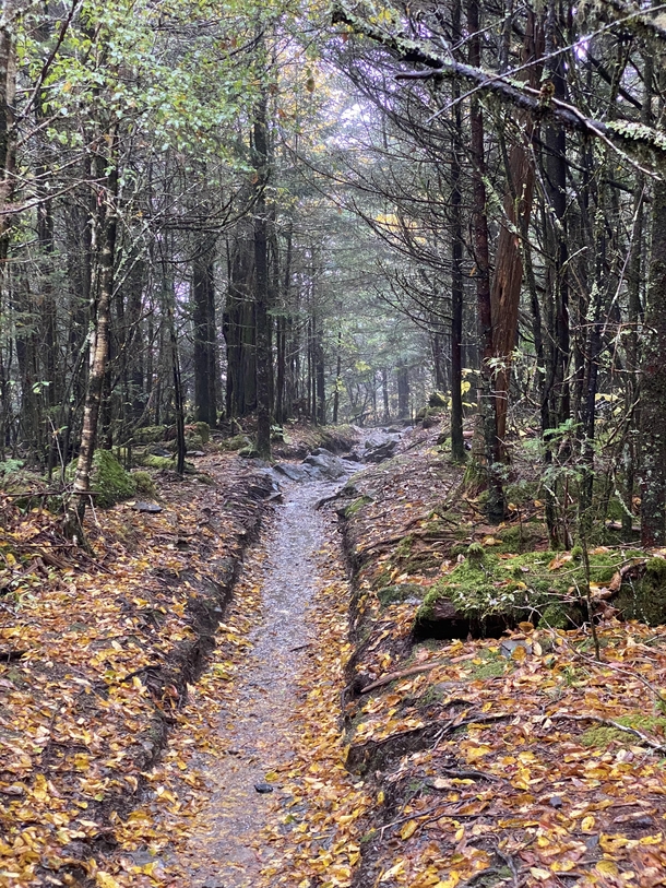 The Appalachian Trail in The Great Smokey Mountains Tennessee 