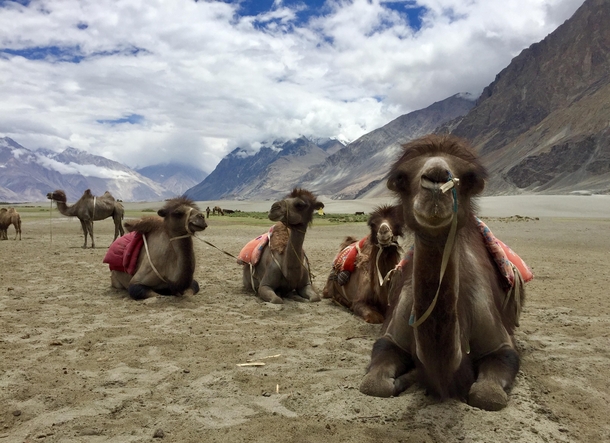 The Bactrian camels of Hundur in the vast Himalayan Nubra Valley in Jammu amp Kashmir