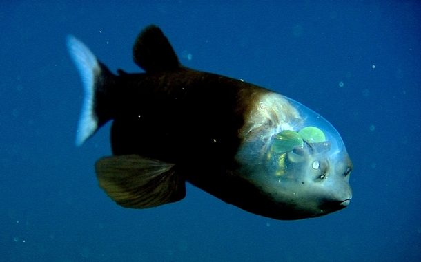The Barreleye a deep-sea fish with eyes inside its transparent head