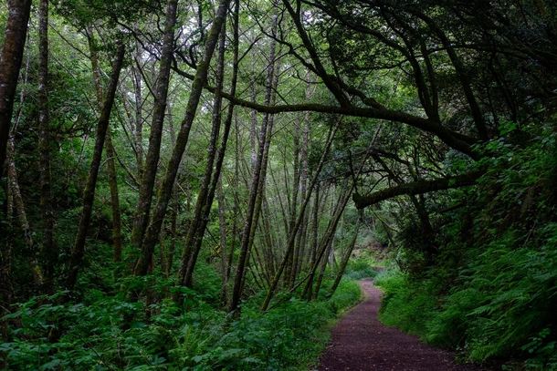 The Bear Valley Trail in Point Reyes California 