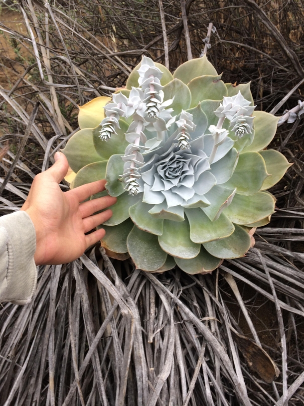 The biggest Dudleya Ive encountered in the wild Found near Las Virgenes Reservoir SoCal Dudleya Pulverulenta I like to use the common name Chalk Liveforever