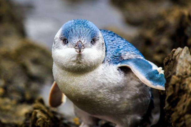 The blue penguin Eudyptula minor