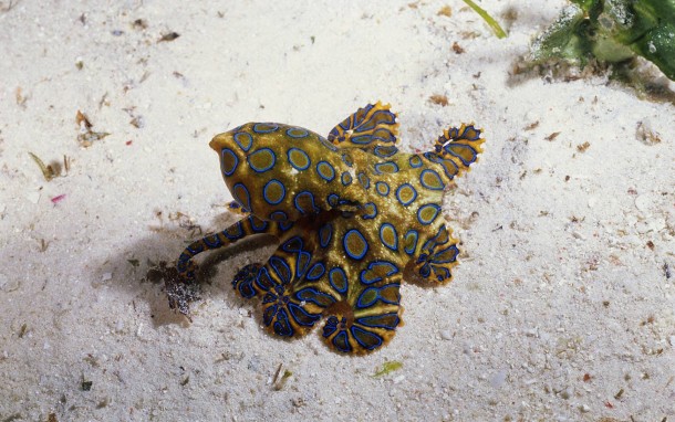 The Blue Ringed Octopus recognized as the worlds most venomous marine creature
