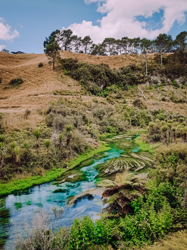 The Blue Spring water is so pure it supplies around  of New Zealands bottled water Te Waihou Putaruru 