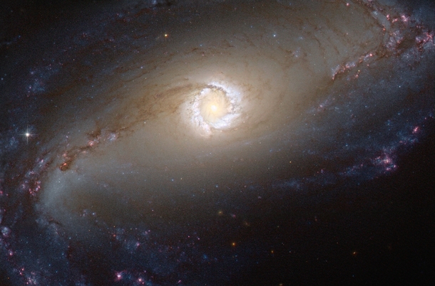 The bright star-forming ring that surrounds the heart of the barred spiral galaxy NGC  