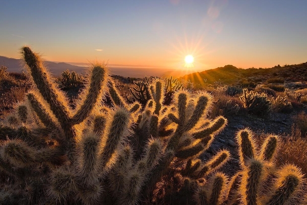 The cacti glow in a Southern California desert sunrise 