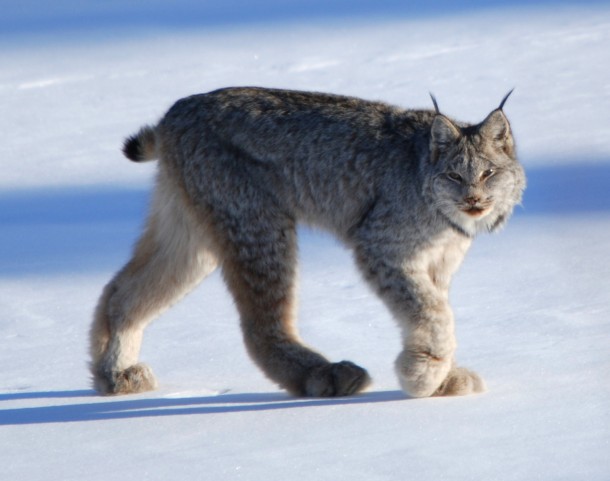 The Canada Lynx Lynx canadensis 