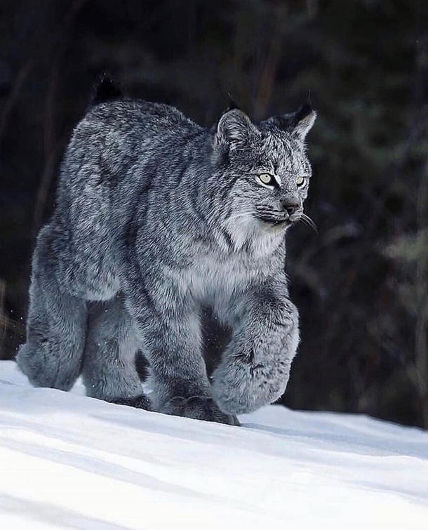The Canada Snow Lynx
