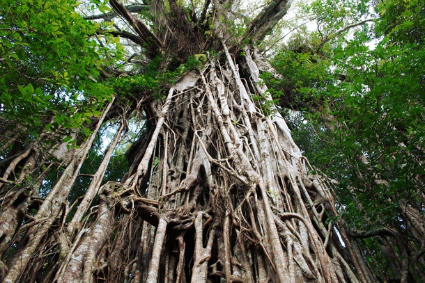 The Cathedral Fig Tree in Queensland Australia 
