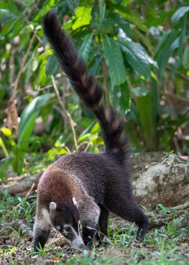 The Coati will sniff along the ground turning over leaves foraging for food such as insects rodents fruits and nuts 