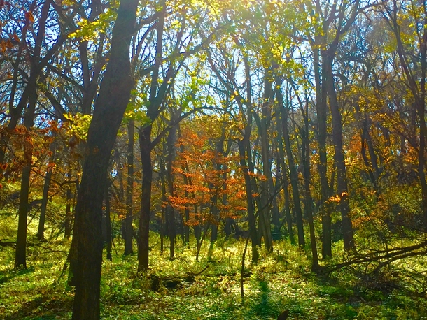 The Color Change of a forest in Iowa last Fall Stone State Park 