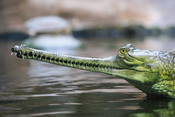 The critically endangered Gharial Gavialis gangeticus 