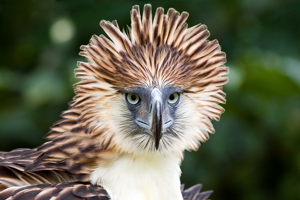 The Critically Endangered Philippine Eagle Pithecophaga jefferyi 