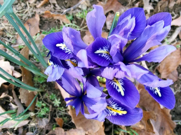 The crocus are blooming much earlier than last year 