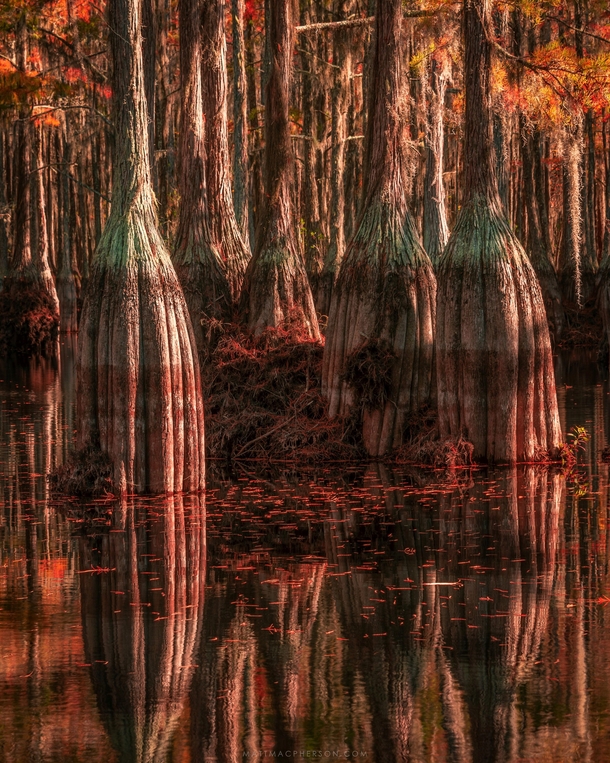 The cypress groves of Georgia USA 