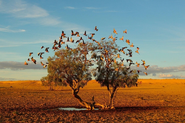 The Dreaming Tree - Strzelecki Desert Australia 