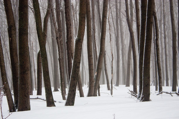The eerie wintry forest of Mont Saint-Hilaire Quebec Canada 