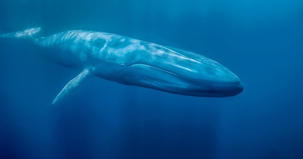 The elusive Blue Whale x