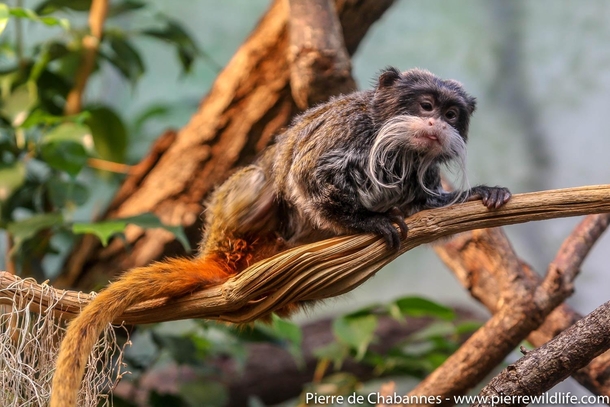 The Emperor tamarin is a diminutive primate species from Peru Bolivia and western Brazil locally threatened by deforestation This species is recognized by its amazing moustaches reminiscent of those from German emperor Wilhelm II
