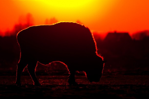 The European bison Bison bonasus also known as wisent 