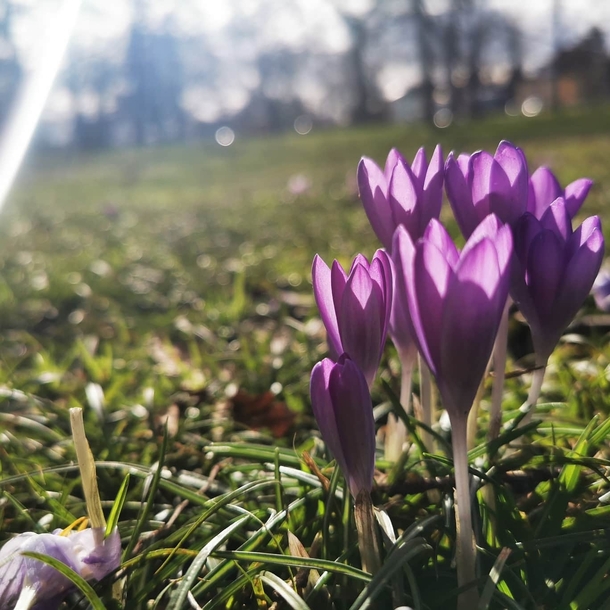 The first crocus blooms  in Karlsruhe Germany 
