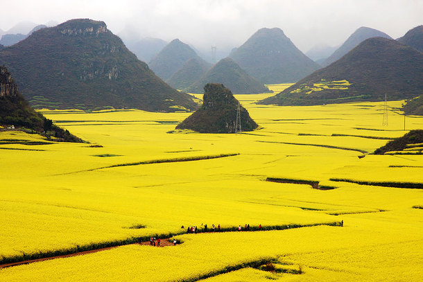 The Flower Ocean Louping China 