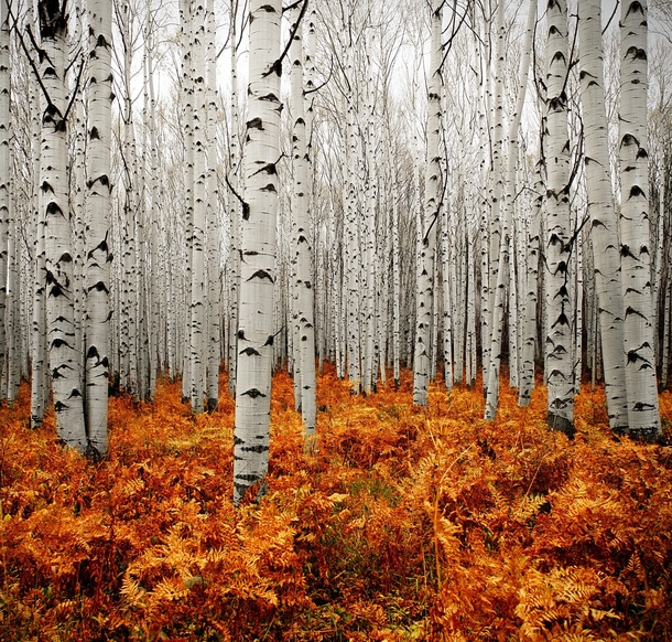 The forests of Aspen Colorado  by Chad Galloway