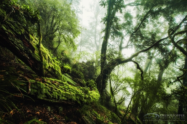 The forests of New England National Park in New South Wales Australia  by Drew Hopper