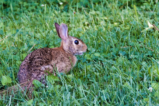 The friendly rabbit that lives in my backyard 