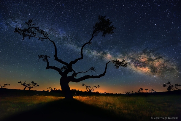 The Galaxy Tree by Csar Vega Toledano