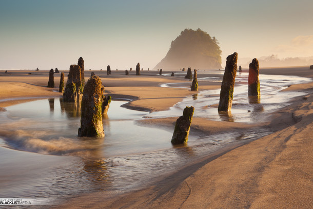 The Ghost Forest of Neskowin Oregon 