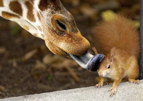 The giraffe notices that the squirrel needs a bath 