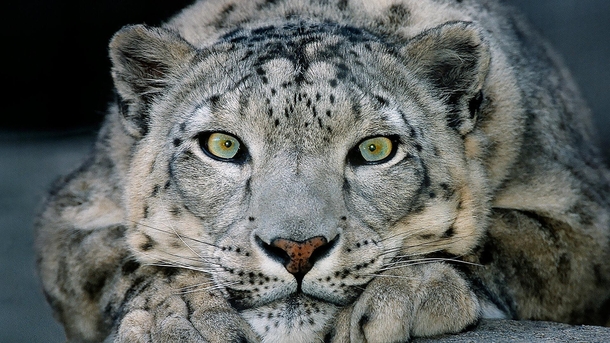 The gorgeous eyes of this snow leopard