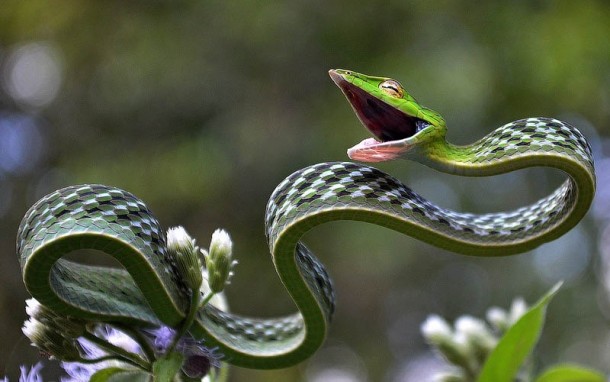 The Green Vine Snake Oxybelis fulgidus 