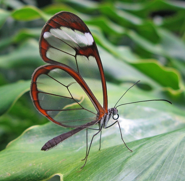 The Greta oto or Glasswing Butterfly which has a rare trait and uses transparent wings to fool predators