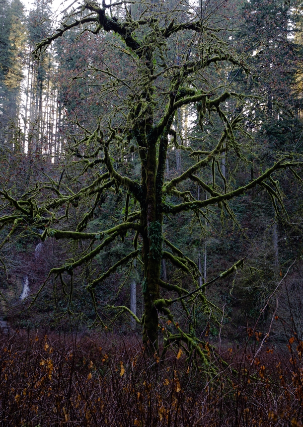 The Grinch Tree - Came to take pictures of waterfalls ended up only really taking tree photos Taken at Silver Falls Oregon  X