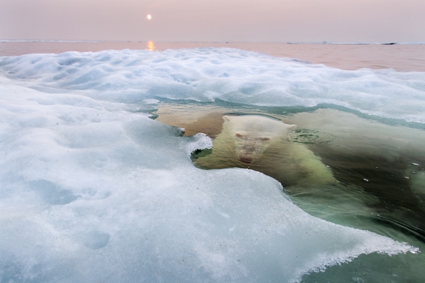 The Ice Bear  National Geographic photo of the year 
