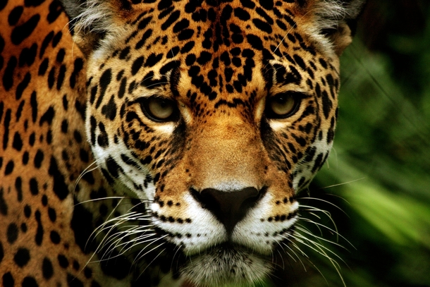 The intense stare of a jaguar Panthera onca 