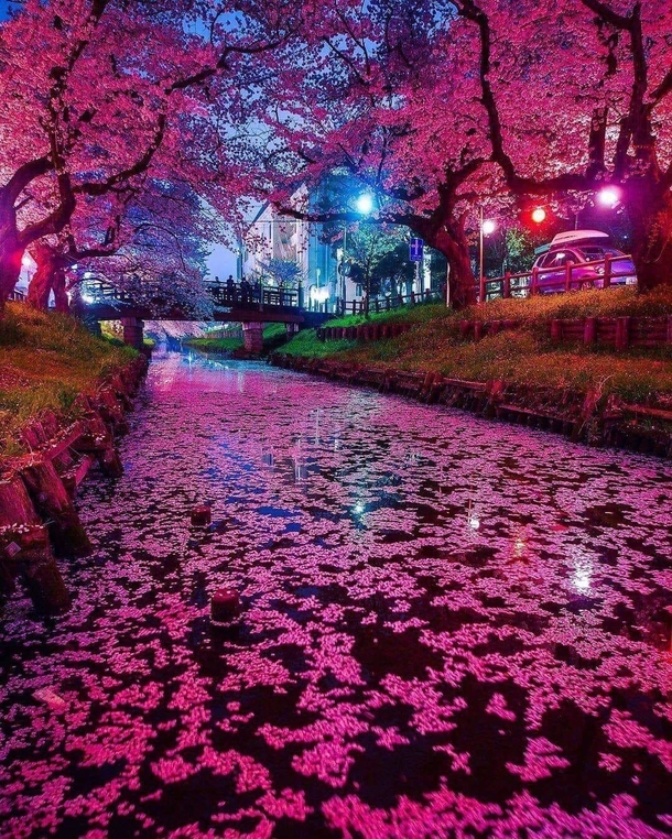The Japanese Cherry Blossom At Night