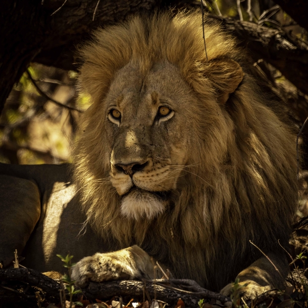 The king A huge majestic dominant male taken in Kruger National Park You only truly understand how huge and powerful these beasts are when you get this close 