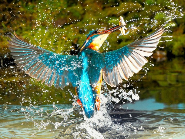 The Kingfisher Alcedo Atthis  xpost from rpics