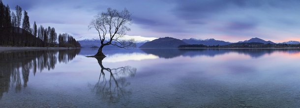 The lone tree of Lake Wanaka New Zealand  photo by Maxwell Campbell